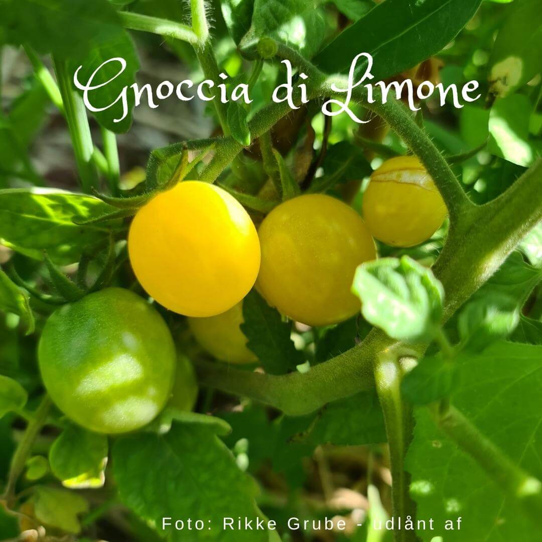 Gnocchia di Limone